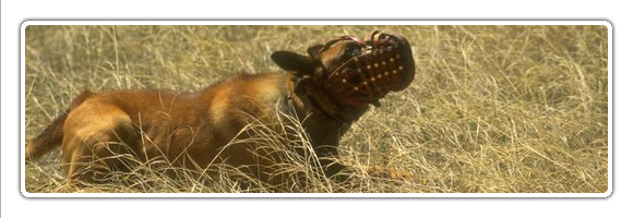 oklahoma dog laws oklahoma dog laws